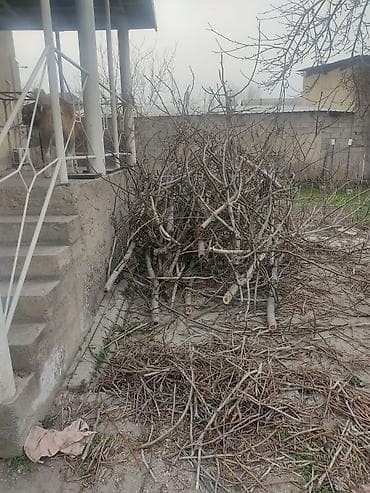 Дрова Тополь at lalafo.kg Дрова Тополь