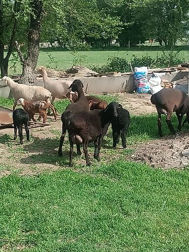 куплю козу на молоко: Продаю | Овца (самка) | Полукровка | Для разведения | Матка — 7