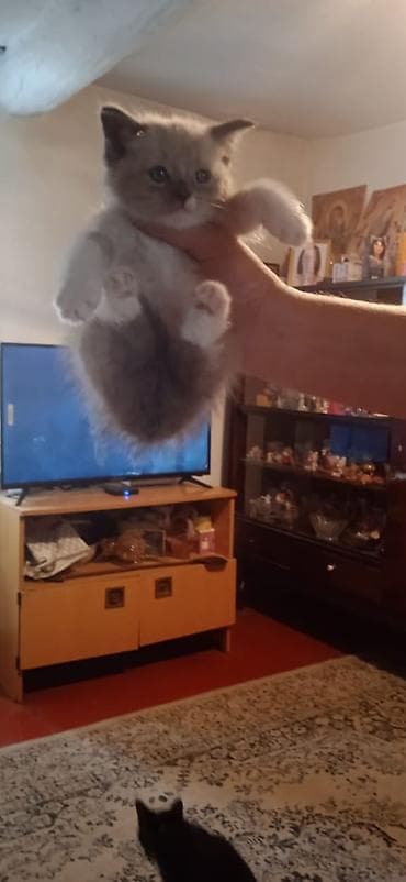 регдол кошка: Котята домашние, ручные. На фото — помёт разной окраски: - — 1