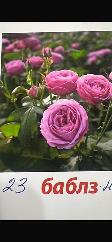 цвети: Кустовые и плетистые розы.50и 180с вьющиеся Роза Ассортимент: - — 7