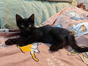 Животные: 3 месяца, Девочка, Приучена к лотку, Проглистована, С прививками — 5