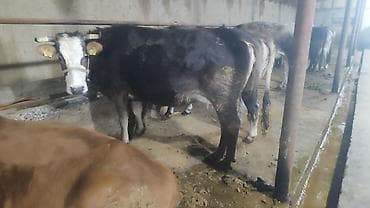 телка корова: Продаю | Корова (самка), Тёлка — 8