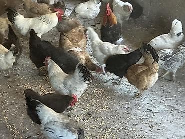 где купить породистых кур: Продаю | Куры, Петух, Цыплята | Кохинхин, Домашняя, Кучинская | На забой, Для разведения, Несушки — 1