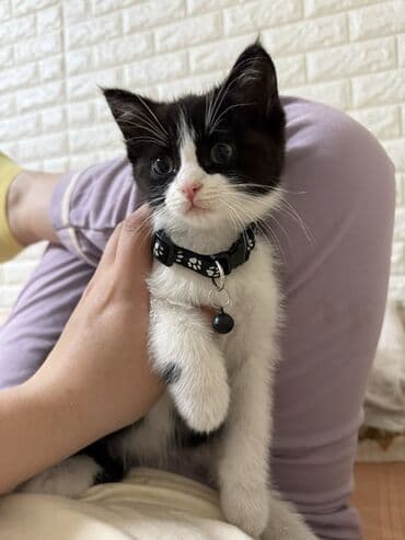 Айыл-чарба жаныбарлары: Мышык бекер берилет: Скотиш Страйт (Шотландиялык тик кулактуу), 2 жаш, Ургаачы — 2