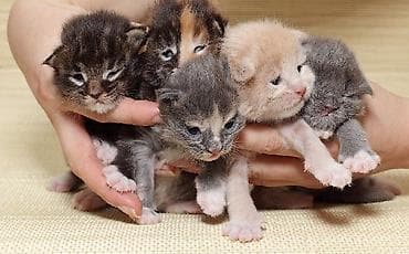 кошки сиамская: Мейн-кун, 1 месяц, Мальчик — 1