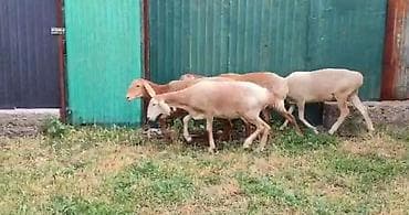 собака сокулук: Сатам | Козу | Союуга — 4
