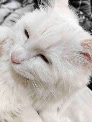 Пропала : Беспородная, Девочка, Белый