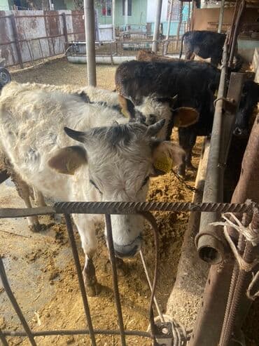 корова дойный: Сатам | Кунаажын | Аргын | Бордоп семиртүү үчүн | Байланган — 3