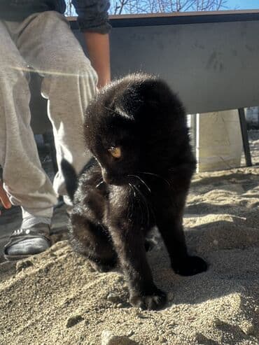 продажа вислоухих шотландских котят: Шотландские вислоухие смесь черный и белый котёнок - Очаровательный — 1