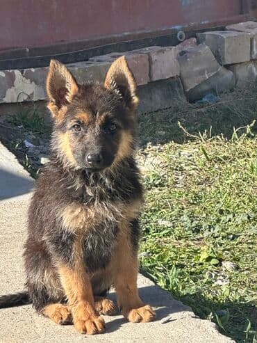 собака азият: Немецкая овчарка, 2 месяца, Самка, С прививкой, С родословной — 1