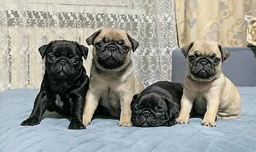 Щенки мопса с документами. - Помет из 4 щенков: остались: один