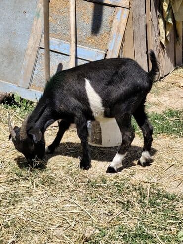 продам козу дойную: Продаю | Коза (самка), Козёл (самец), Козлёнок | На забой, Для разведения, Для молока — 9