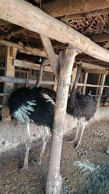 животные собака: Страусы для разведения Срочно Срочно Срочно - Африканские страусы — 3