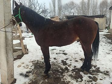 стар 53: Продаю | Жеребец | Кара Жорго | Для разведения | Племенные — 2