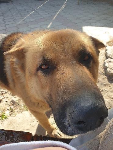 овчарка самка: Немецкая овчарка, 5 лет, Самец, С родословной — 2