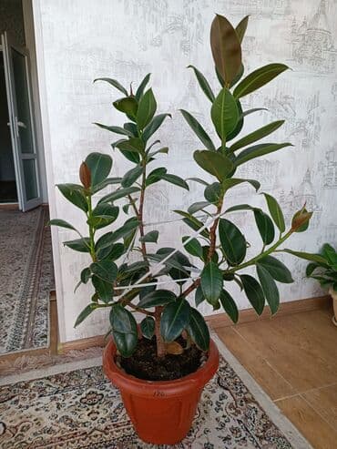 Фикус комнатные растения высота 0.70 см at lalafo.kg Фикус комнатные растения высота 0.70 см