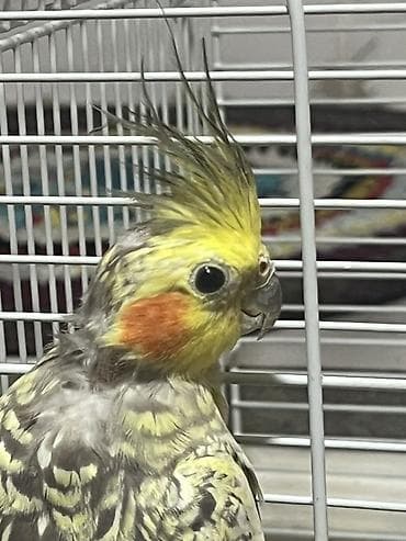 бездомные кошки: 🦜 Продаются кореллы с клеткой Белый мальчик и серая девочка. Очень — 3
