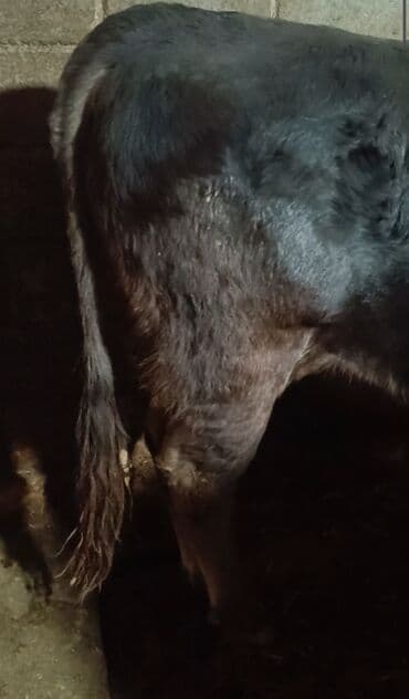 продажа домашних животных: Продаю | Бык (самец) | Швицкая | Для разведения, Для молока | Осеменитель, Искусственник — 4