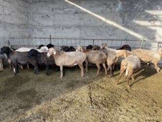 где можно купить овец гиссарской породы: Продаю | Овца (самка), Ягненок, Баран (самец) | Арашан, Гиссарская, Долан | Для разведения, Для шерсти, На забой | Матка, Кастрированные, Котные — 1