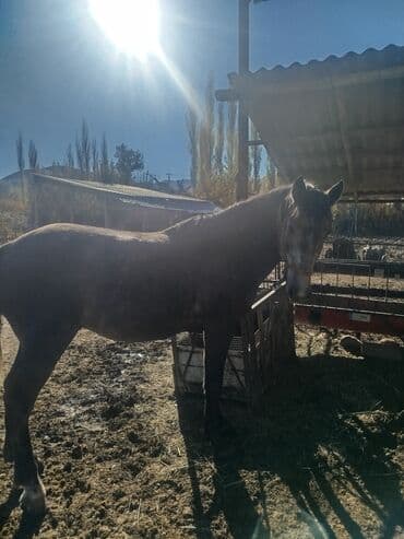 домик для кота: Сатам | Бээ (ургаачы) | Жумушка — 3