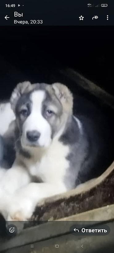 алабай кучук алам: ШИКАРНЫЕ Щенки ЭЛИТНЫХ КРОВЕЙ среднеазиатской овчарки (Алабай) ВОЗРАСТ — 1