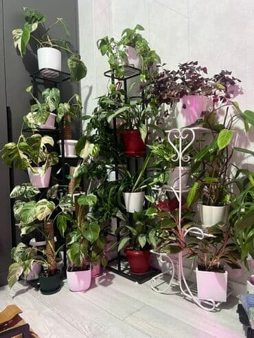 купить комнатные цветы в бишкеке: Комнатные декоративные растения в кашпо 1) Толстянка (Crassula ovata — 21