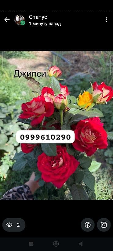 балдарга кийим: Көчөттөр гүлдүн: Розалар, Акылуу жеткирүү — 4