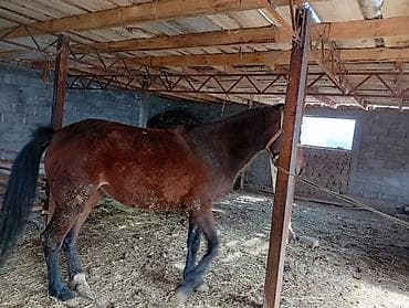 Продаю | Кобыла (самка) | Рабочий | Племенные