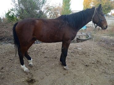 Продаю | Кобыла (самка) | На забой at lalafo.kg Продаю | Кобыла (самка) | На забой