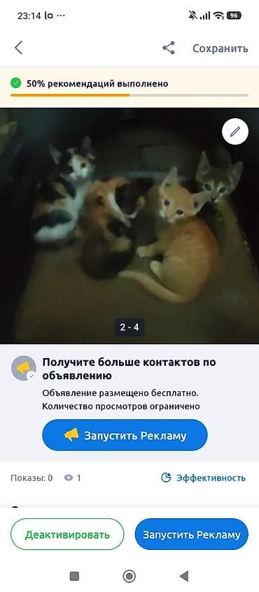 Отдам даром кошку: Котята, помёт 4 шт. - Окрас: один рыжий, один тигровый — 1