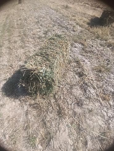 лошади маленькие: Сено в тюках (прямоугольные малые тюки) - Заготовка полевым — 1