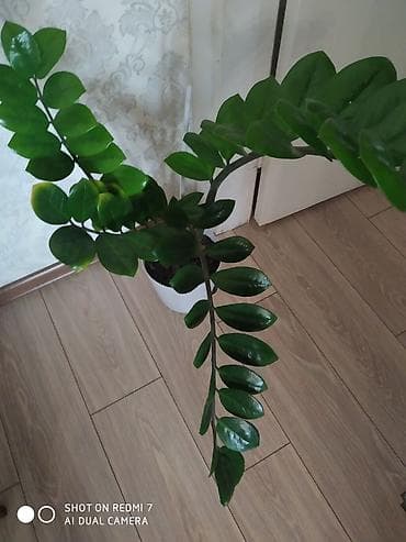 черный замиокулькас купить: Замиокулькас (долларовое дерево) в декоративном горшке. - Крупные — 2