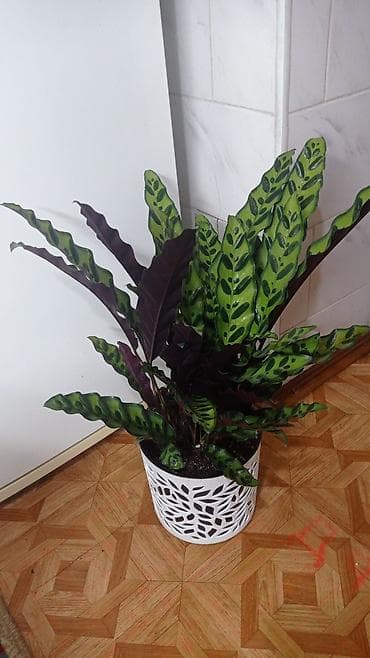 Комнатные растения: В продаже растения крупномеры Калатея лансифолия. высота — 1