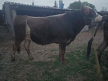 Продаю | Бык (самец) | На откорм | Привязанные