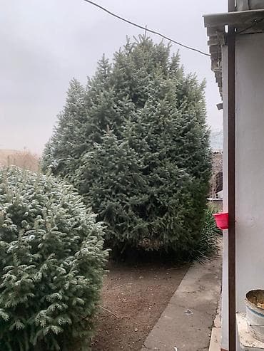 Саженцы деревьев: Ели