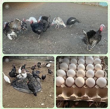 домик для кур: ИНДЮШИНЫЙ ЯЙЦО ДОМАШНИЕ СВЕЖИЕ В НАЛИЧИИ ЕСТЬ 48штук — 1