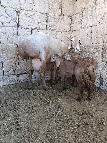 Продаю | Овца (самка) | Эдильбаевская | Для разведения