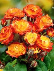 Саженцы цветка: Розы, Платная доставка