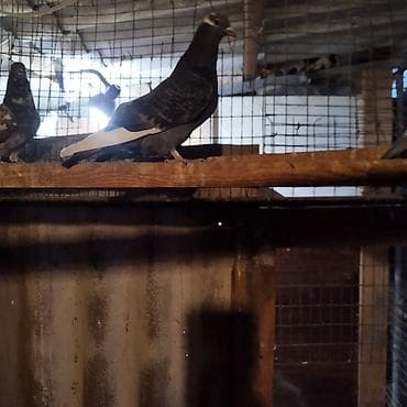 Породистые голуби из голубятни. одна самка и 2 самец, самцы уже на