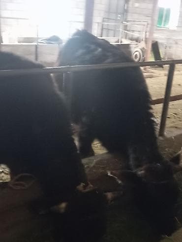 ангус парода: Продаю | Корова (самка) | Алатауская | Для молока | Стельные — 5