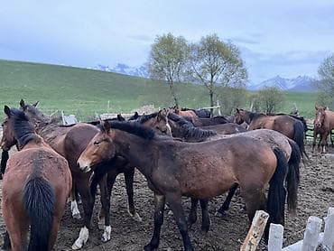 конь рабочий: Продаю | Кобыла (самка), Конь (самец), Жеребец | Полукровка | Для разведения — 1