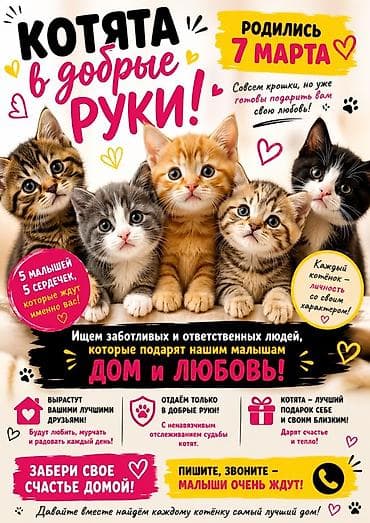 Котята в добрые руки - Родились: 7 марта - В помёте 5 малышей — at lalafo.kg Котята в добрые руки - Родились: 7 марта - В помёте 5 малышей —