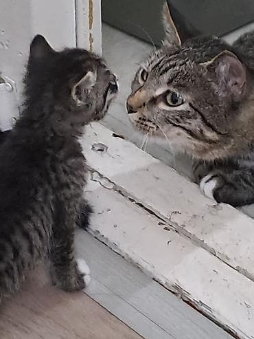 клетка для котят: Первая серая кошечка, 3 года,тихая и спокойная чистоплотная, уважает — 2
