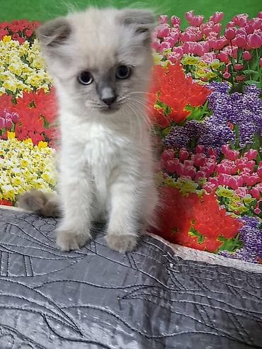 Продажа кошек: Скотиш Фолд (Шотландская вислоухая), 2 месяца, Мальчик — 1