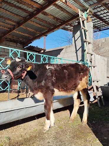 коровы голштин: Продаю | Музоо, торпок | Полукровка | На откорм — 3