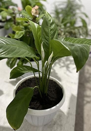 Бөлмө өсүмдүктөрү: Спатифиллум (Spathiphyllum) в горшке - Компактный куст с крупными — 3