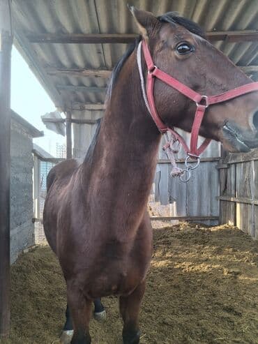 племенные коровы молочные купить: Продаю | Конь (самец) | Конный спорт — 3