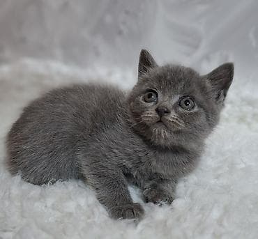 кошка продаётся: Скотиш Страйт (Шотландская прямоухая), 2 месяца, Мальчик, Голубой, Приучена к лотку, Проглистована — 2