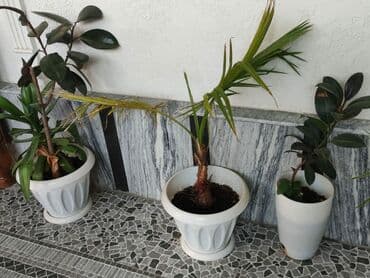 Продаются цветы