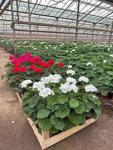 садовые розы: Рассада цветка — 7